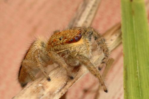 Marpissa radiata